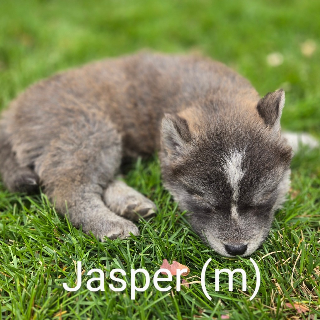 Jasper