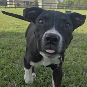 River Pit Bull Terrier Dog