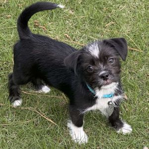 Meet John Stewart This adorable little guy is a 3 month old shih tzu mix that currently weights abo