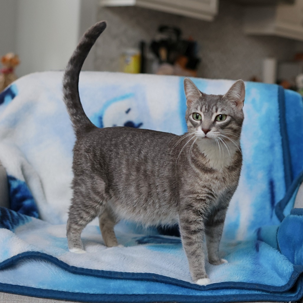 Momma Ruby, an adoptable Domestic Short Hair in Calgary, AB, T3C 1W4 | Photo Image 1