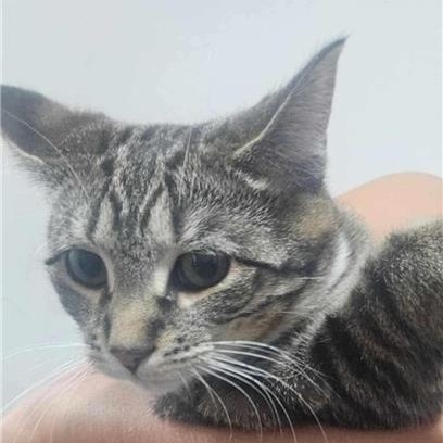 Momma Ruby, an adoptable Domestic Short Hair in Calgary, AB, T3C 1W4 | Photo Image 2