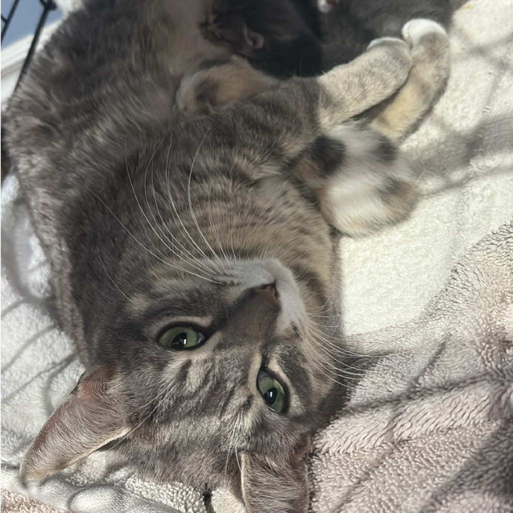 Momma Ruby, an adoptable Domestic Short Hair in Calgary, AB, T3C 1W4 | Photo Image 3