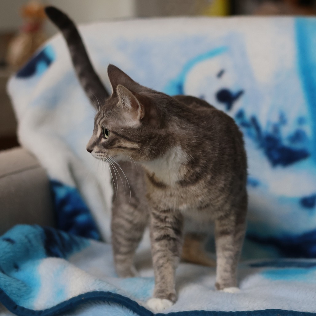 Momma Ruby, an adoptable Domestic Short Hair in Calgary, AB, T3C 1W4 | Photo Image 4