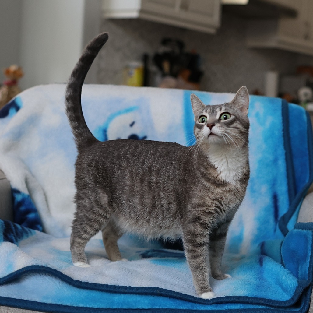 Momma Ruby, an adoptable Domestic Short Hair in Calgary, AB, T3C 1W4 | Photo Image 5