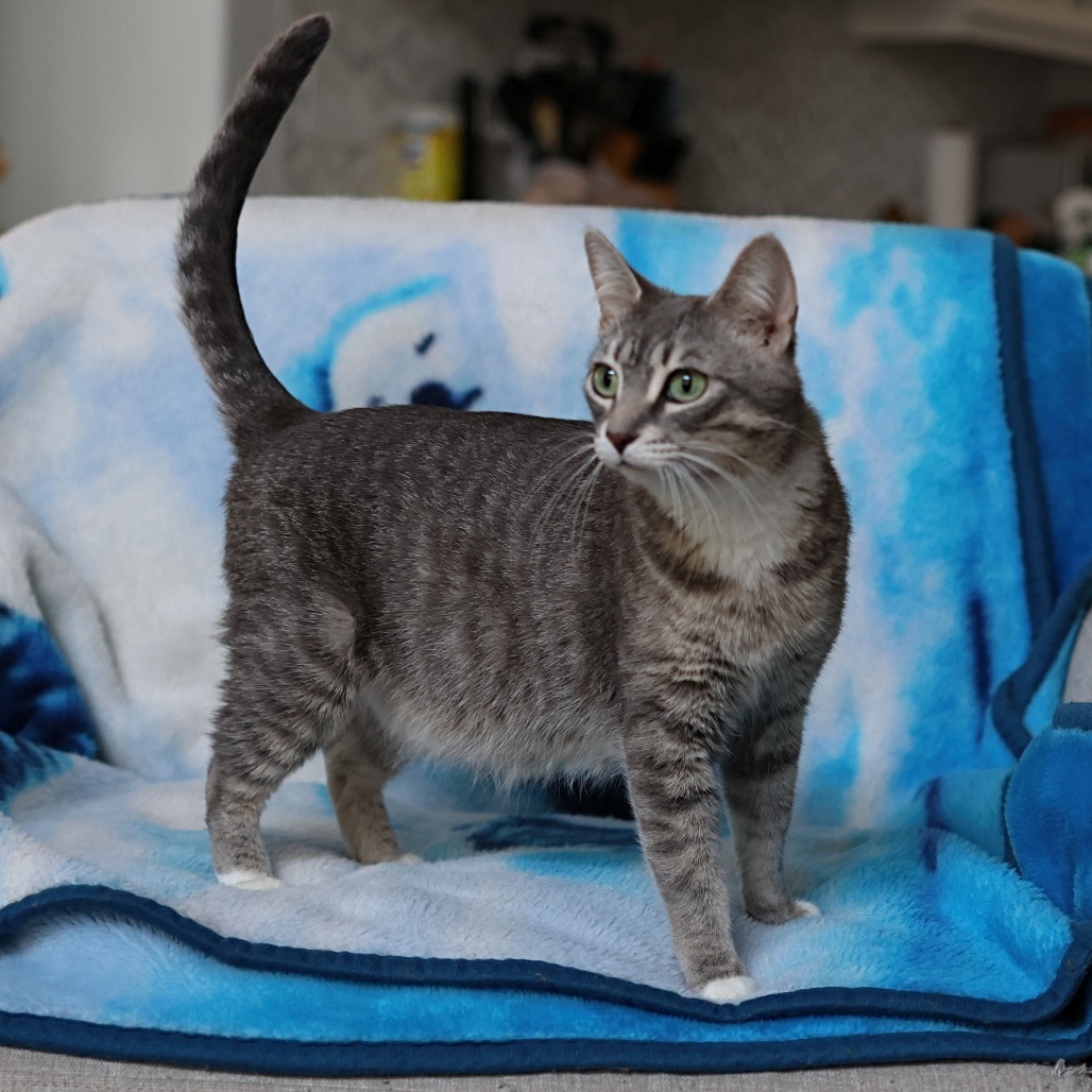 Momma Ruby, an adoptable Domestic Short Hair in Calgary, AB, T3C 1W4 | Photo Image 6