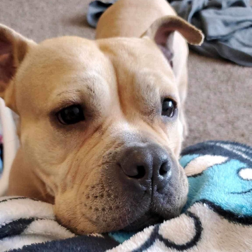 Lola, an adoptable American Bulldog, Mixed Breed in Nampa, ID, 83686 | Photo Image 1