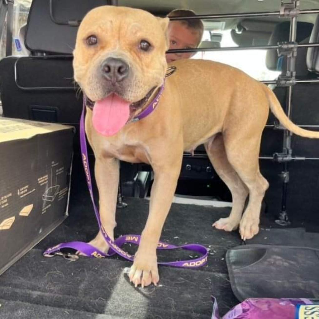 Lola, an adoptable American Bulldog, Mixed Breed in Nampa, ID, 83686 | Photo Image 2