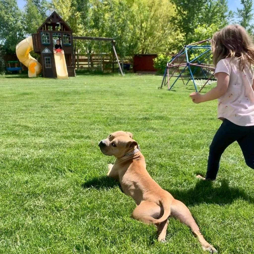 Lola, an adoptable American Bulldog, Mixed Breed in Nampa, ID, 83686 | Photo Image 3