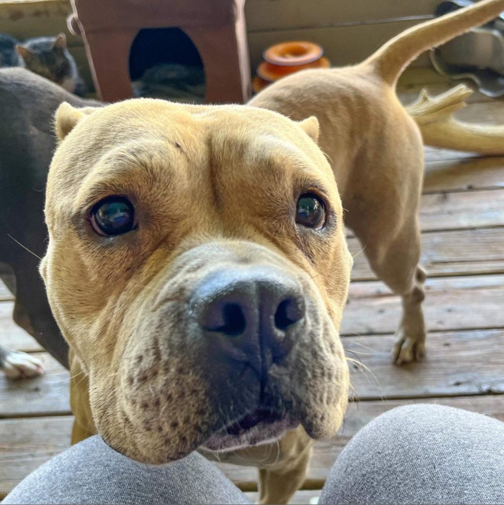 Lola, an adoptable American Bulldog, Mixed Breed in Nampa, ID, 83686 | Photo Image 4