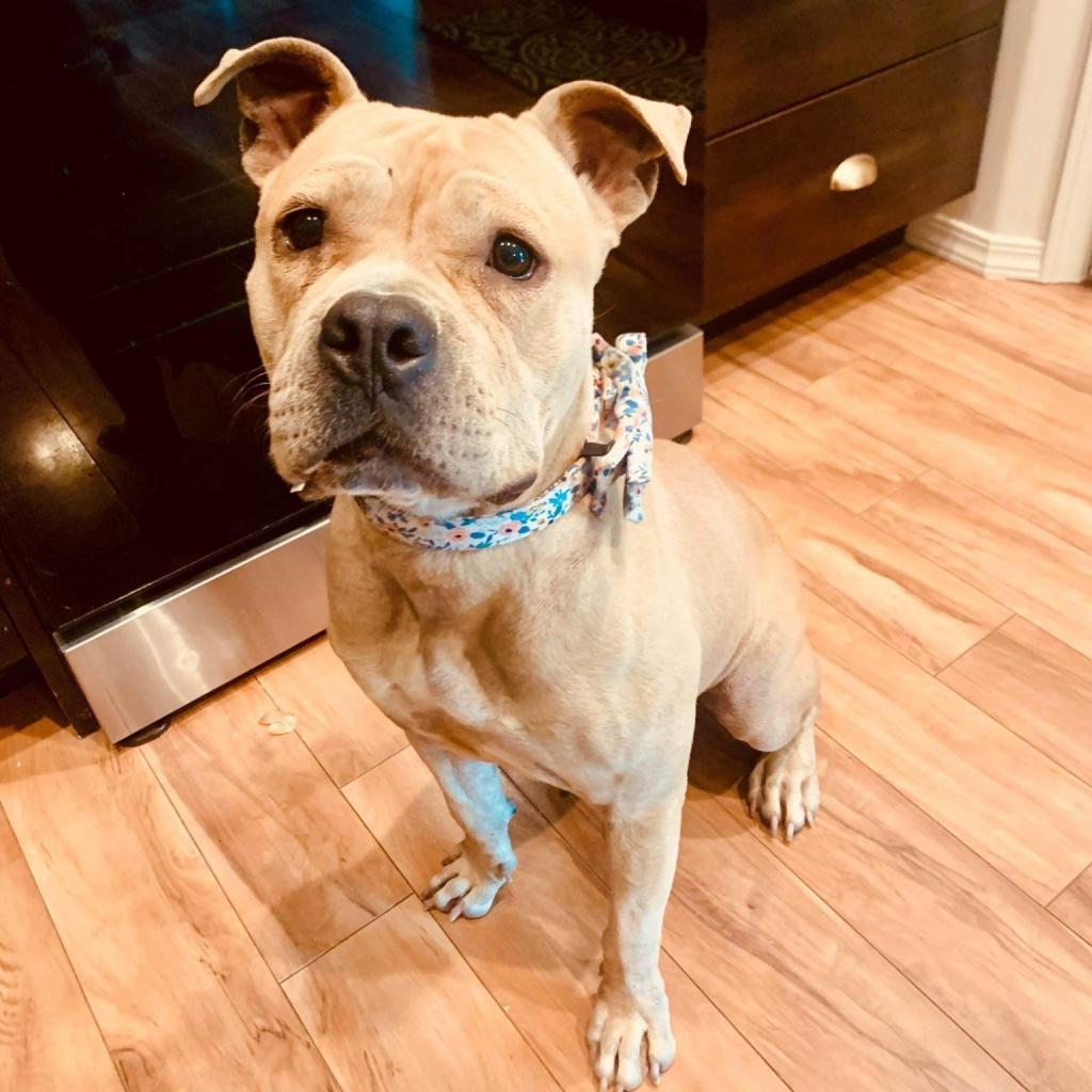 Lola, an adoptable American Bulldog, Mixed Breed in Nampa, ID, 83686 | Photo Image 5