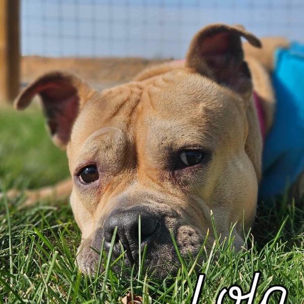 Lola thumbnail 6