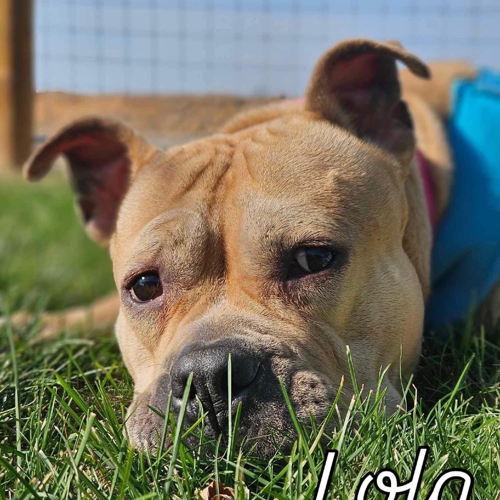 Lola, an adoptable American Bulldog, Mixed Breed in Nampa, ID, 83686 | Photo Image 6