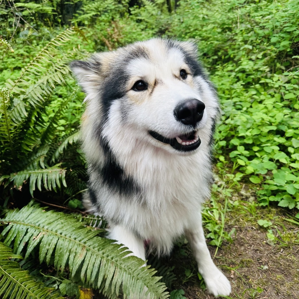 Atlas
