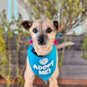 Vinnie, Senior Male Chihuahua