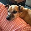 Vinnie photo 5
