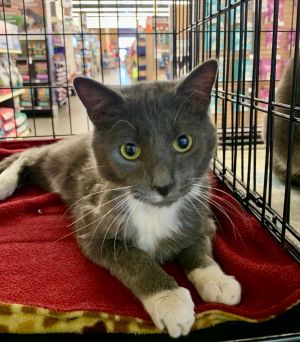 I am very nice and sweet Please give me a forever homeAll adopters must be  