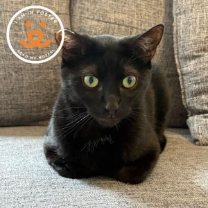 Shane is currently in foster care and ready for adoption via our virtual process Learn more about h