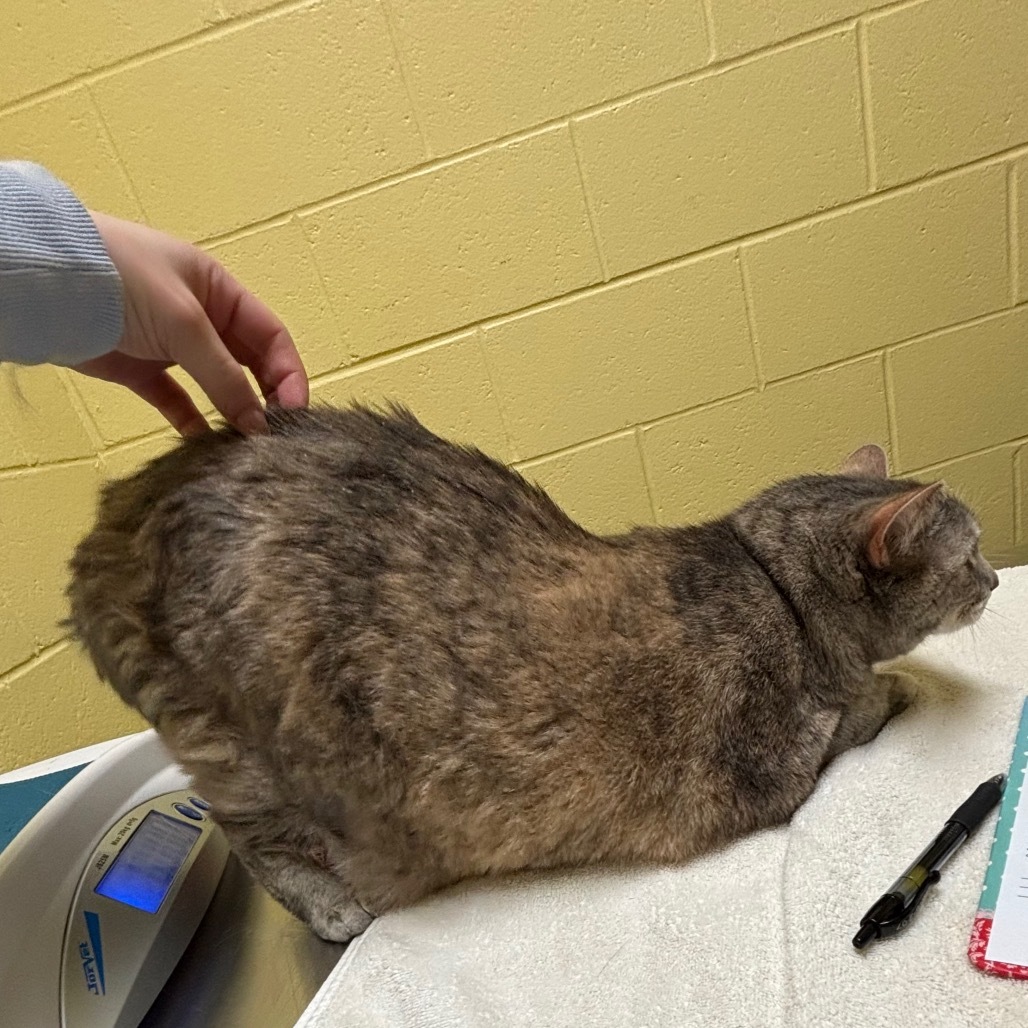 Kitty Ottoman