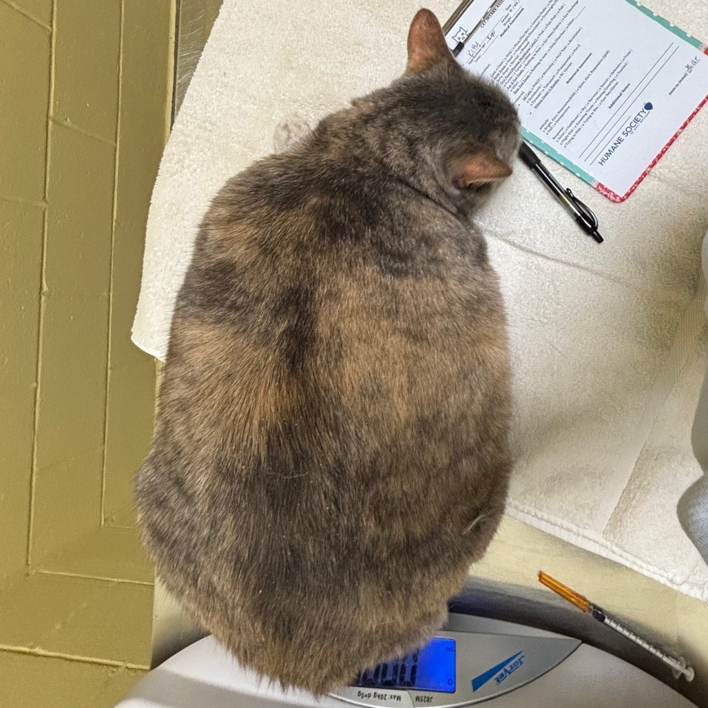 Kitty Ottoman