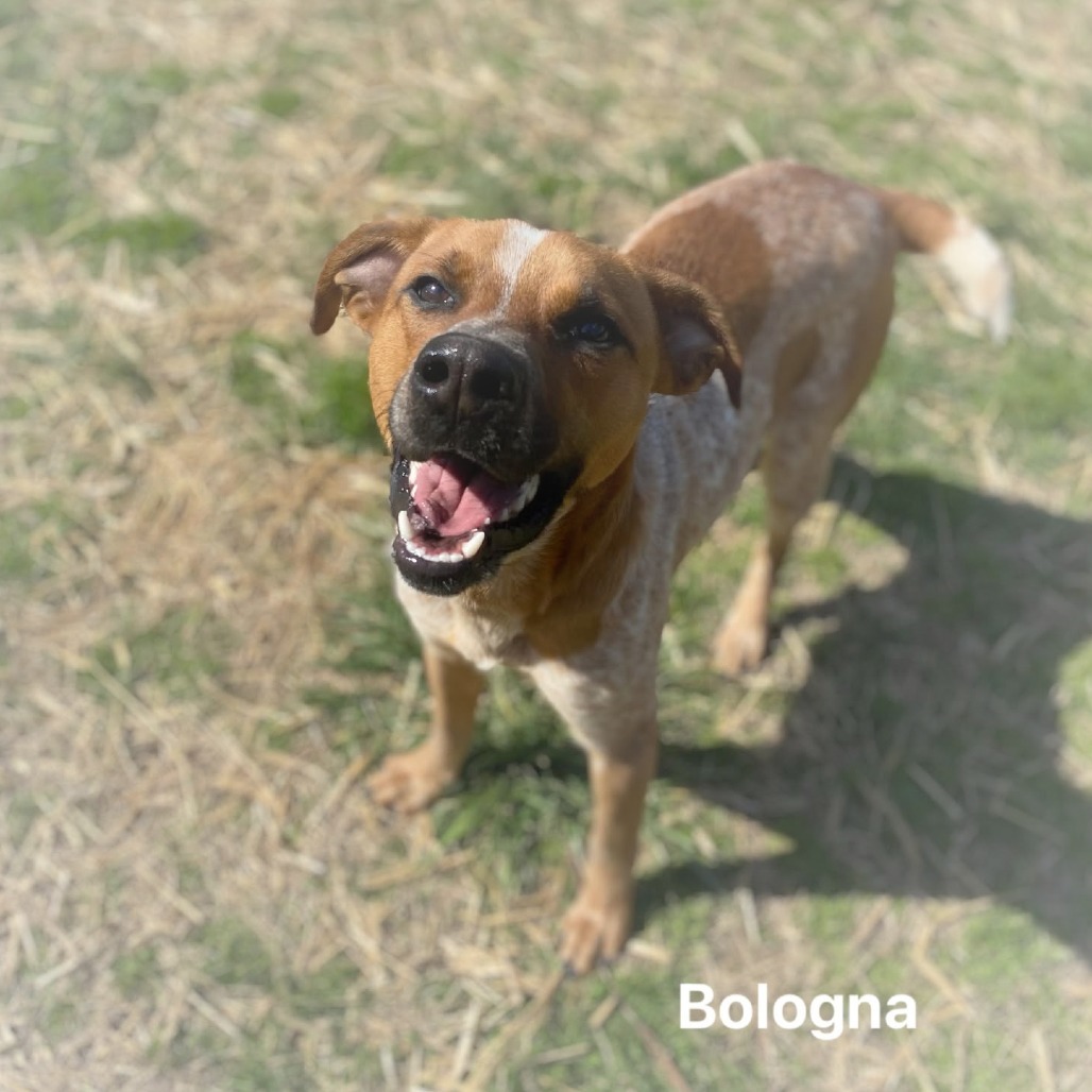 Bologna