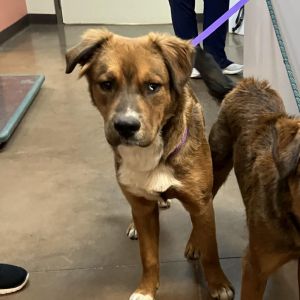 Maui - Dog Friendly, Leash Trained!