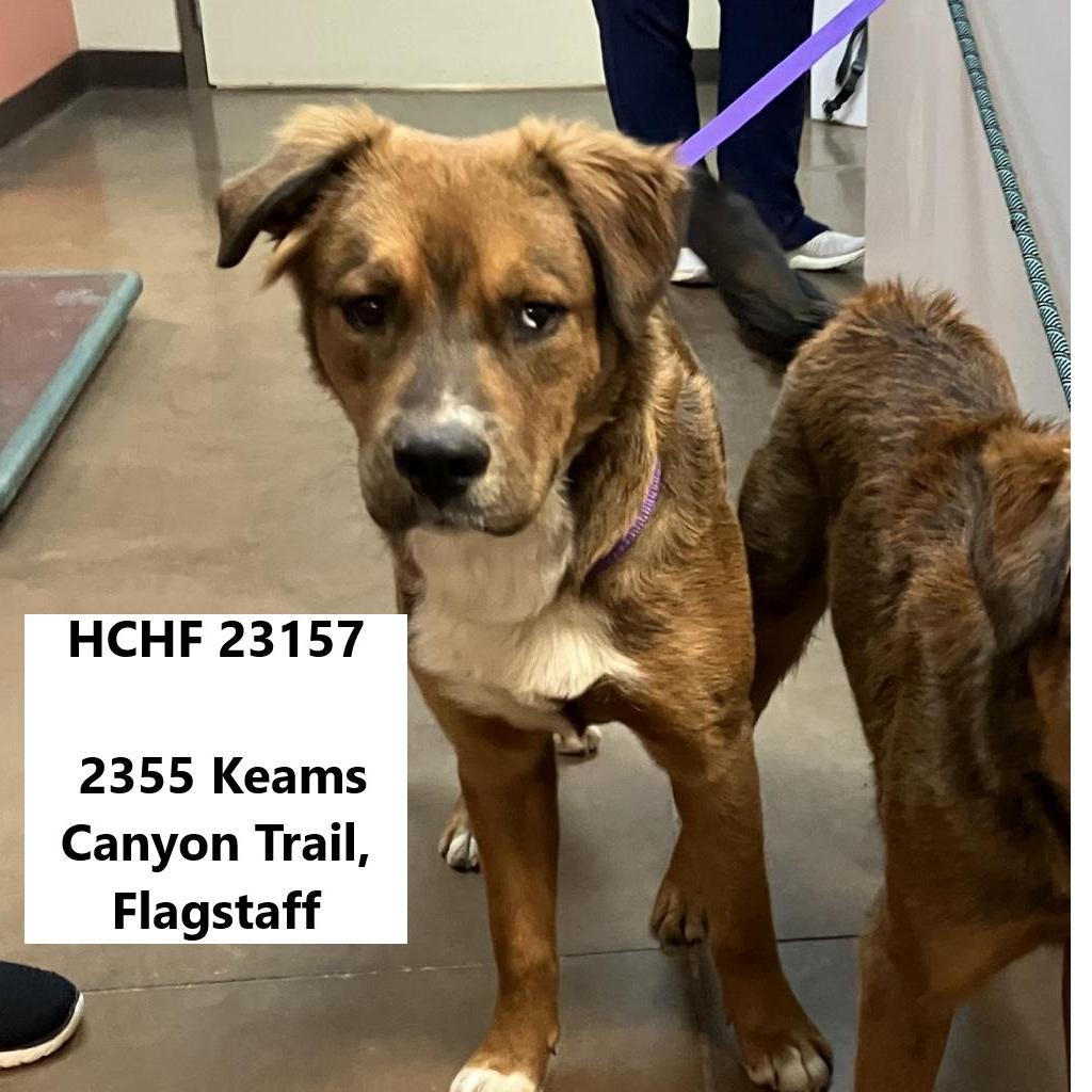 Maui - Dog Friendly, Leash Trained!