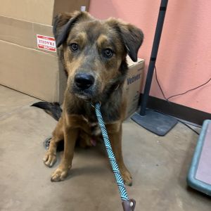 Oso - Dog Friendly, Leash Trained!