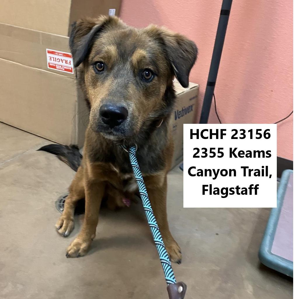 Oscar - Dog Friendly, Leash Trained!