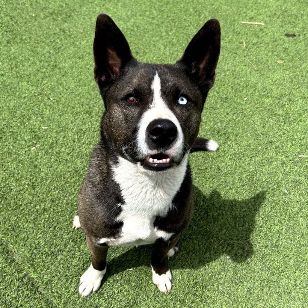 Cedar - Dog Friendly, Potty Trained!