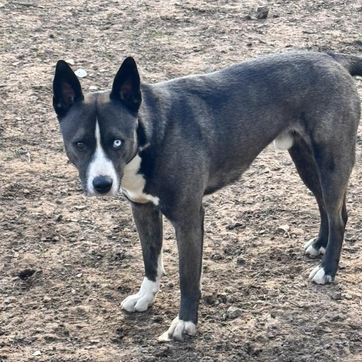 Cedar - Dog Friendly, Potty Trained!