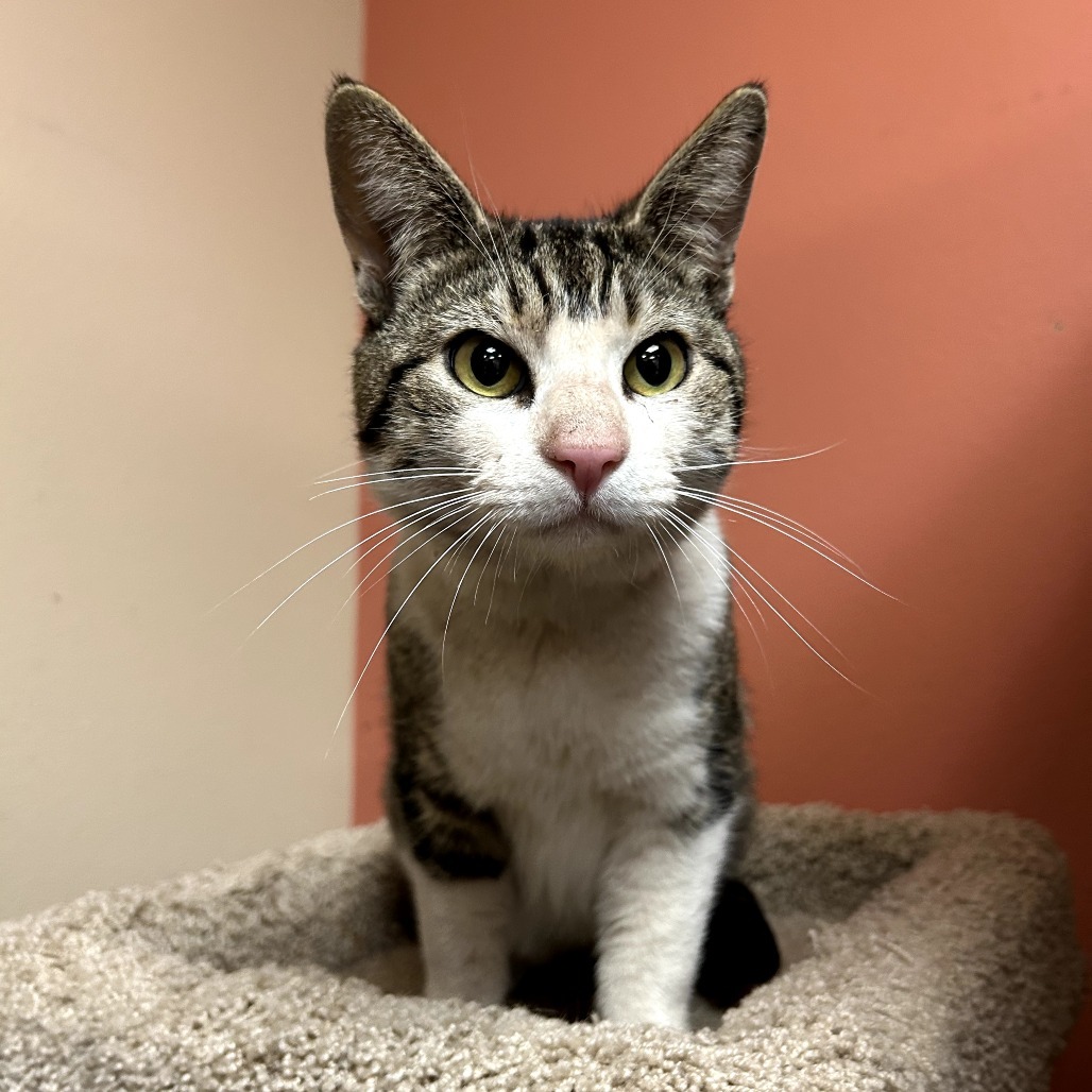 Tommy - Gentle & friendly!