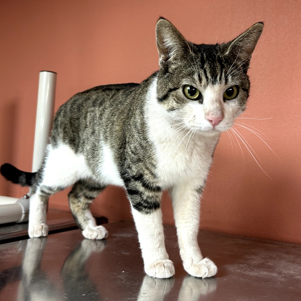 Tommy - Gentle & friendly!