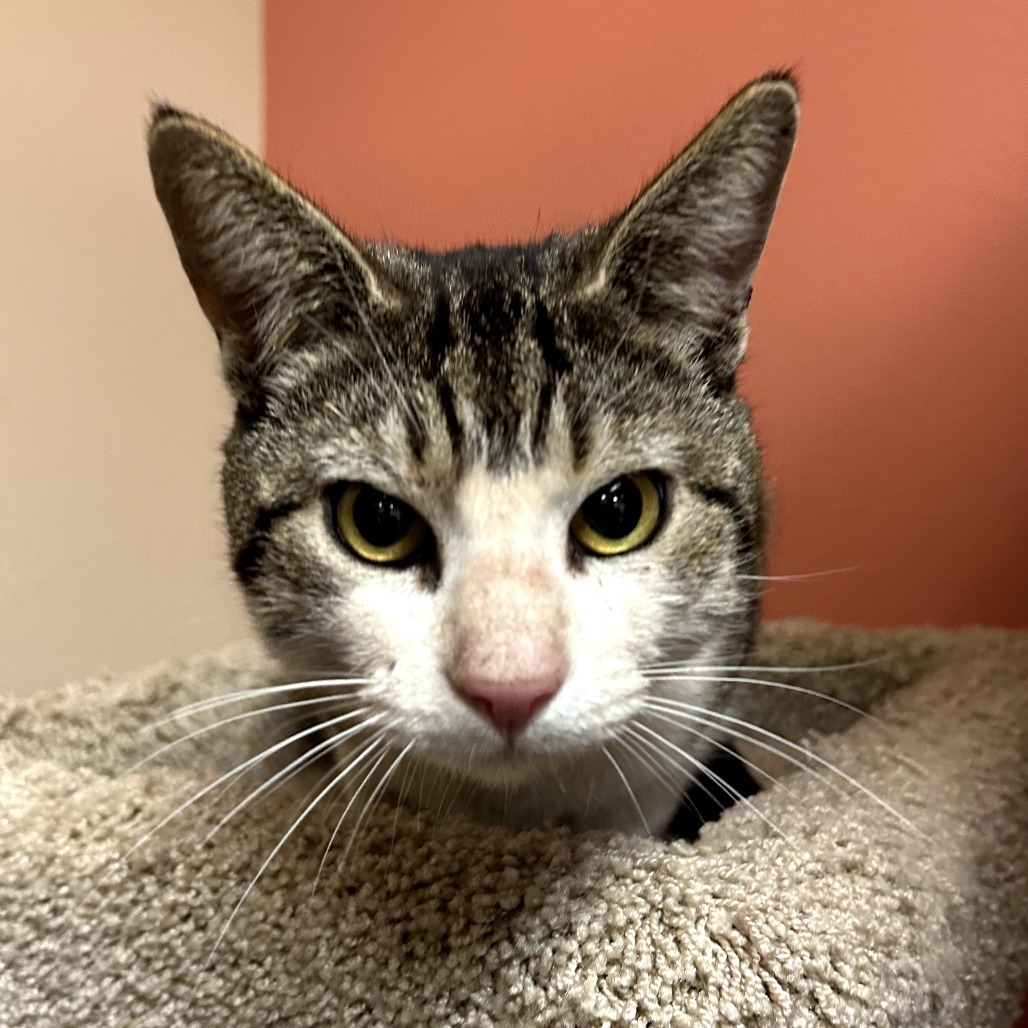 Tommy - Gentle & friendly!