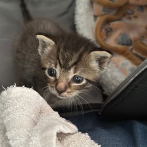 Amethyst, Baby Female Domestic Short Hair