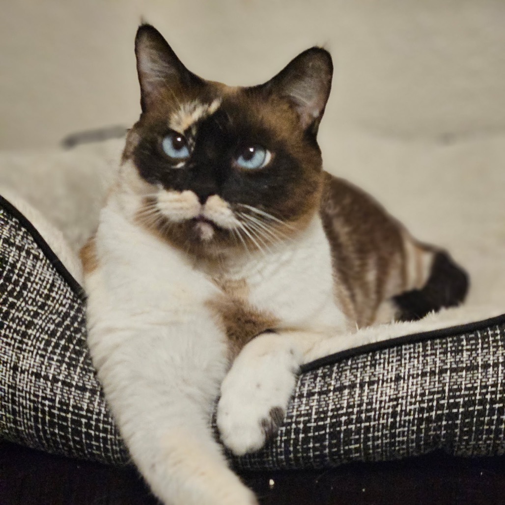 Blue, an adoptable Snowshoe in North Port, FL, 34289 | Photo Image 1