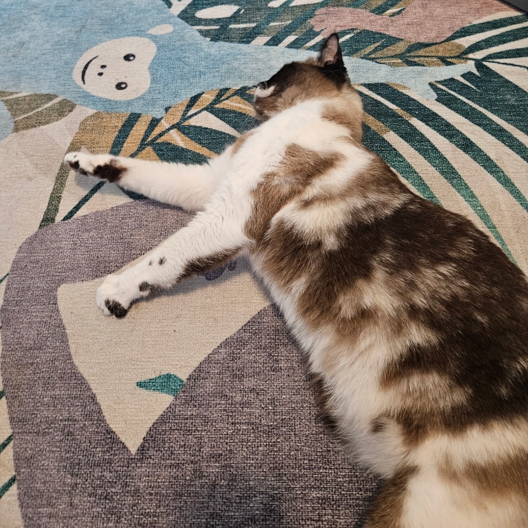 Blue, an adoptable Snowshoe in North Port, FL, 34289 | Photo Image 2