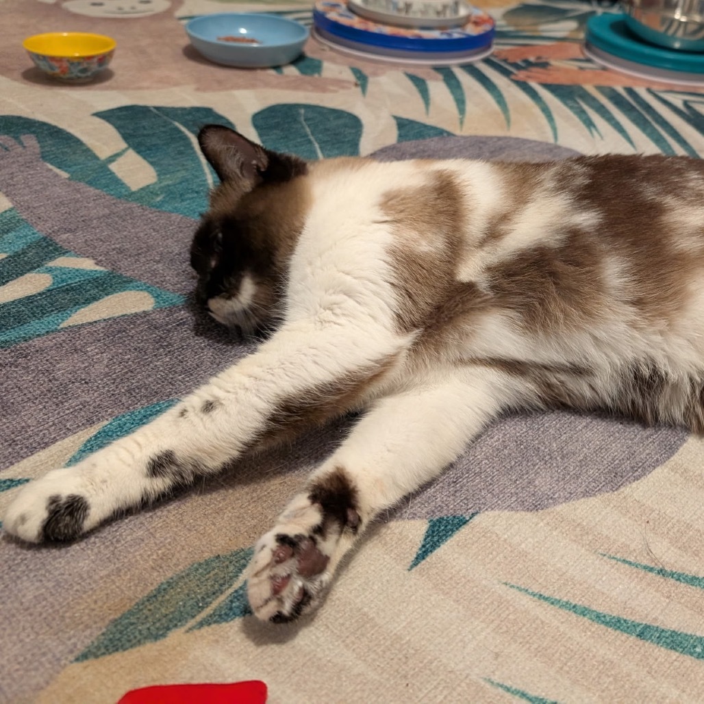 Blue, an adoptable Snowshoe in North Port, FL, 34289 | Photo Image 3