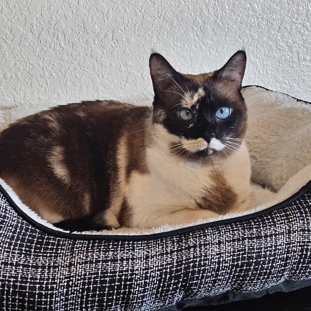 Blue, an adoptable Snowshoe in North Port, FL, 34289 | Photo Image 5