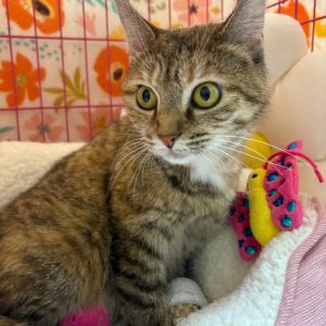 Lola, Adult Female Domestic Short Hair