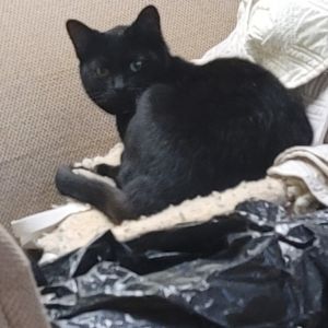 April, Adult Female Domestic Short Hair