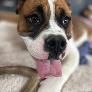Gaia, Young Female English Bulldog