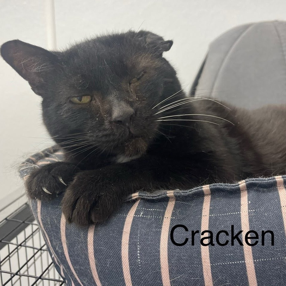 Craken, an adoptable Domestic Short Hair in Kingman, KS, 67068 | Photo Image 1