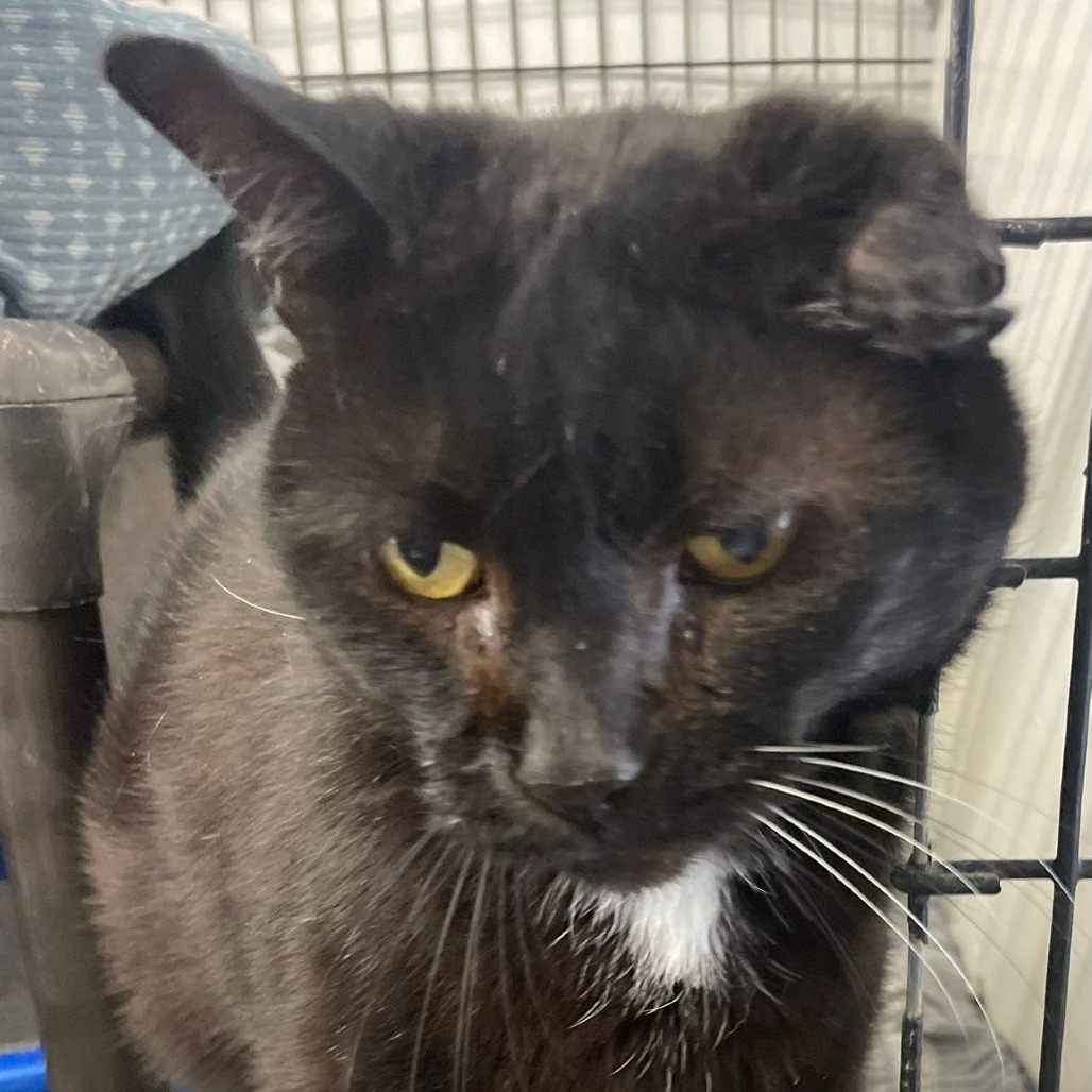 Kraken, an adoptable Bombay, Domestic Short Hair in Kingman, KS, 67068 | Photo Image 2