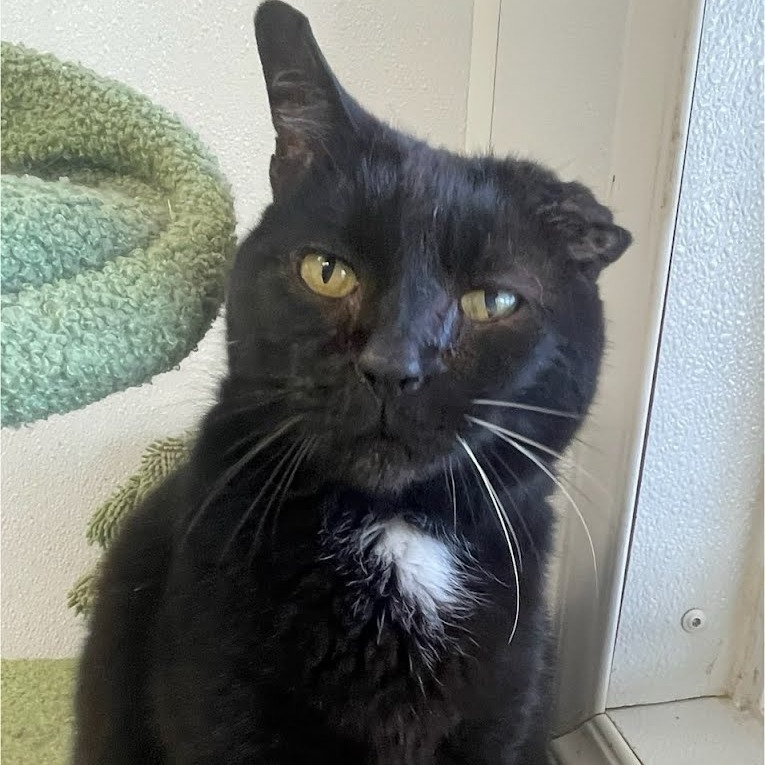 Craken, an adoptable Domestic Short Hair in Kingman, KS, 67068 | Photo Image 3
