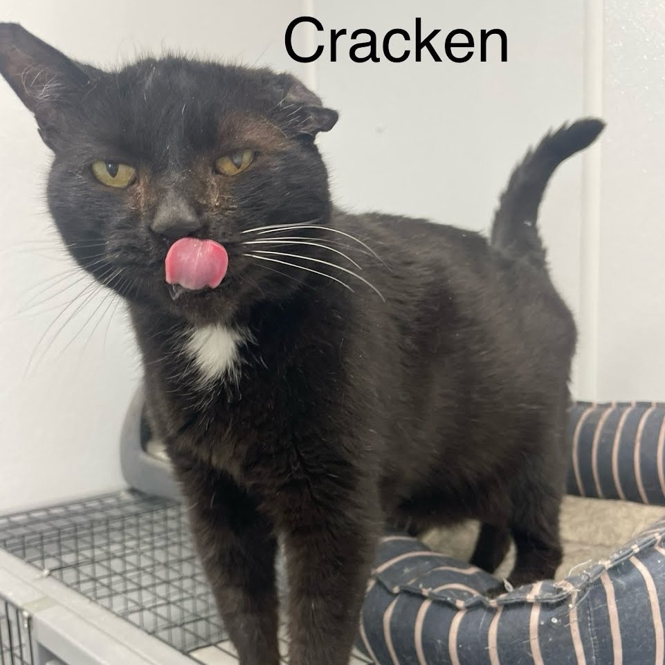 Craken, an adoptable Domestic Short Hair in Kingman, KS, 67068 | Photo Image 4