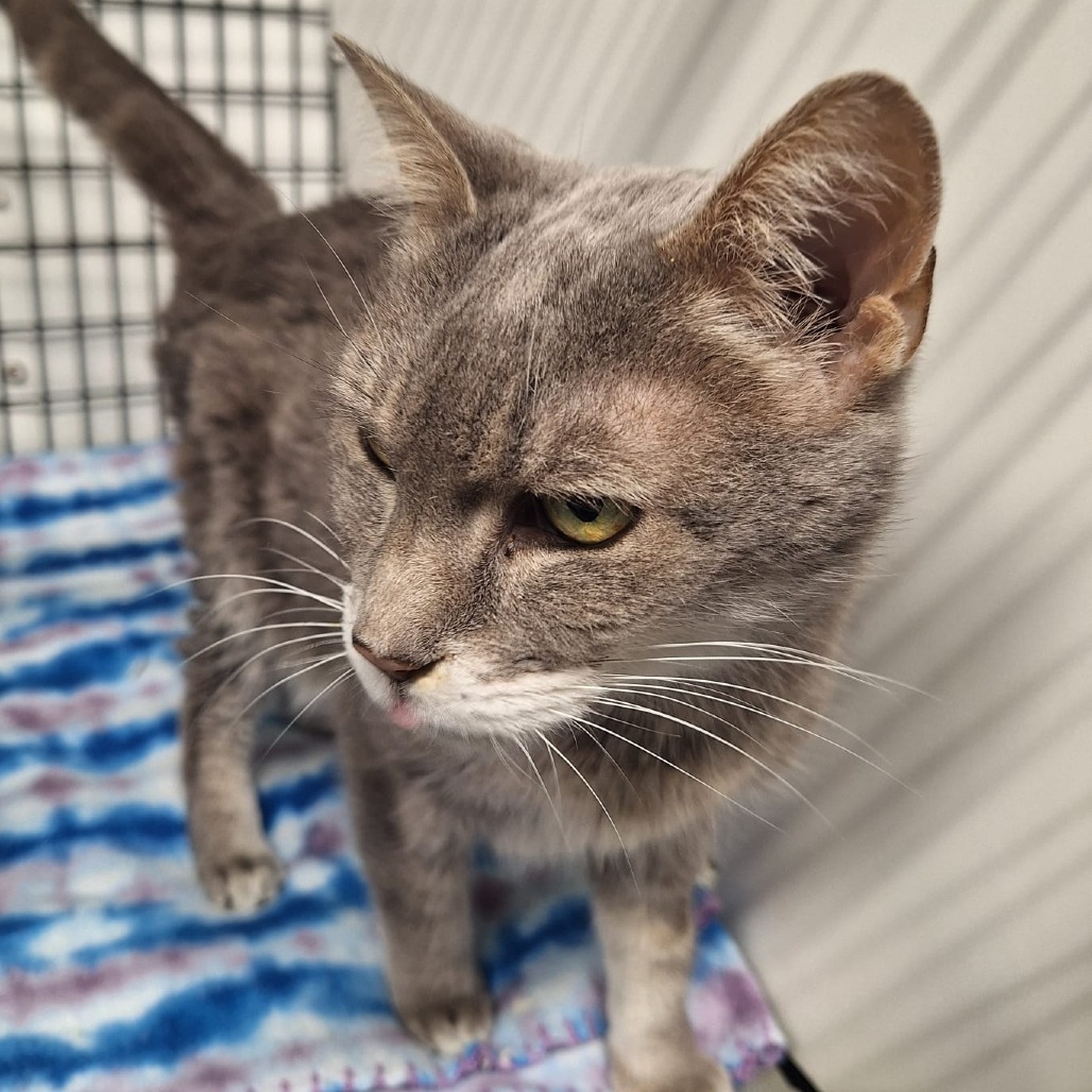 Little Grey, an adoptable Domestic Short Hair in Kingman, KS, 67068 | Photo Image 1