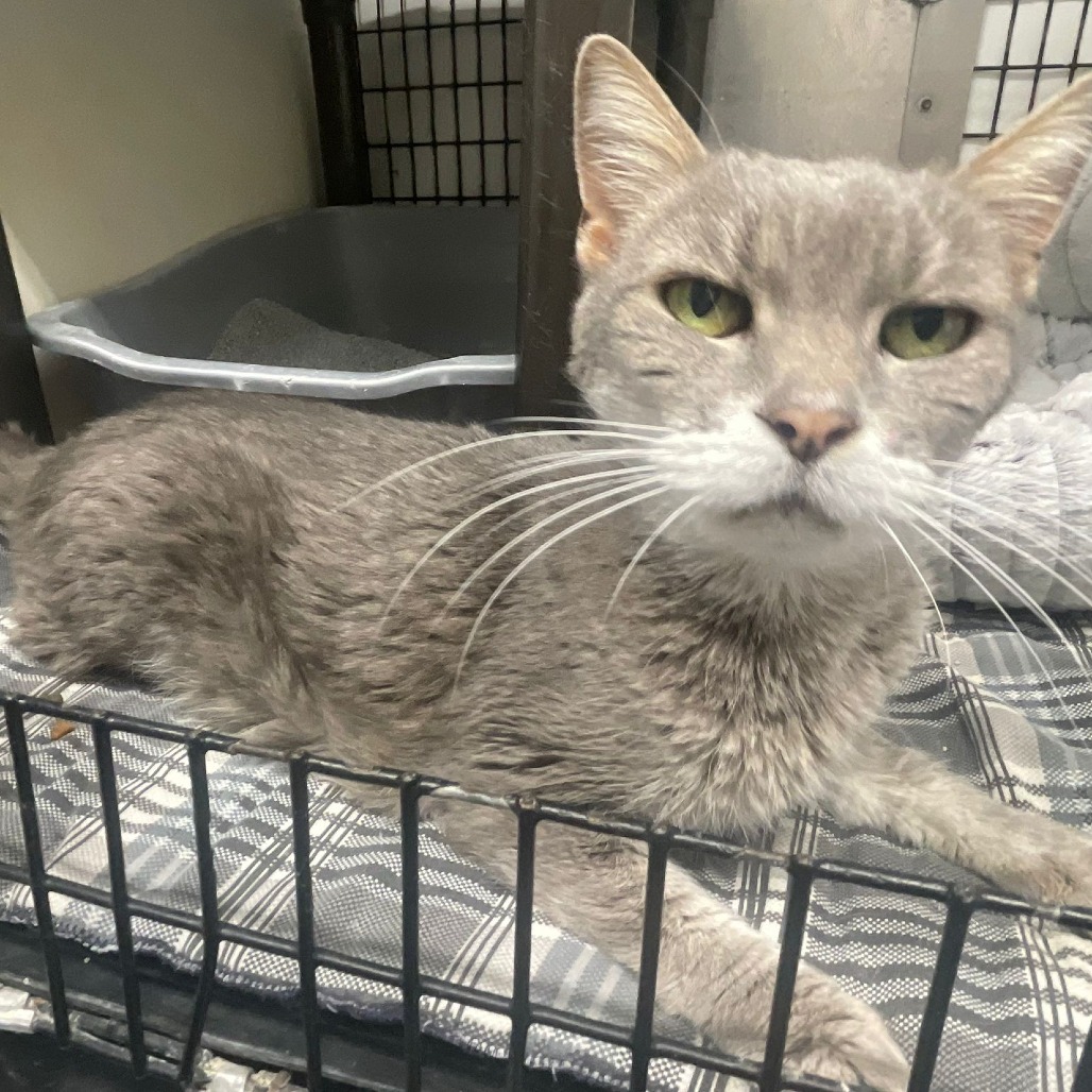 Little Grey, an adoptable Domestic Short Hair in Kingman, KS, 67068 | Photo Image 2