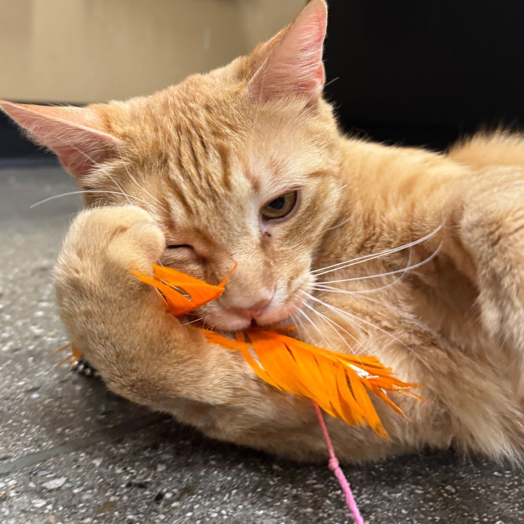 Pumpkin