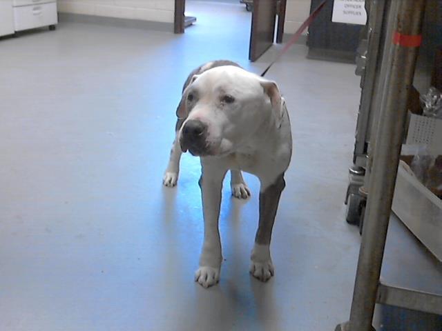 BOUNCER