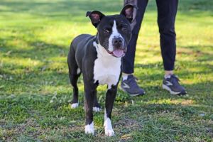 OREO, Young Male Pit Bull Terrier